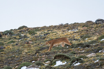 Puma walking in mountain environment, Torres del Paine National Park, Patagonia, Chile.