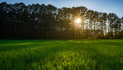 Green field at sunset with forest background. Rural landscape. Green grass in meadow. Calm spring...