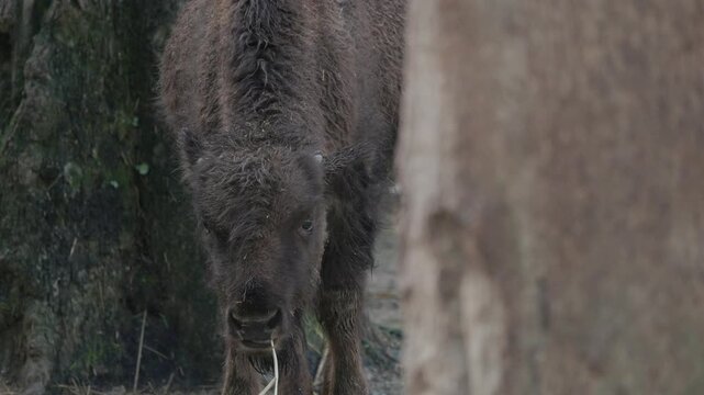 Young european bison calf eating straw