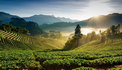 Misty Landscape With Sun Rays And Trees Over Green Fields Of Strawberry Plantation Farm And Mountains