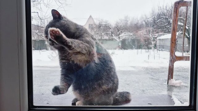Funny cat scratching paws on glass window asking to be let inside