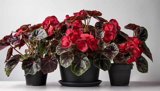 Begonia Dark Mambo Decorative Houseplant