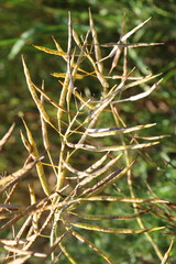 Rapeseed pods ripen on the stems in the field.