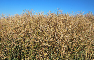 Rapeseed pods ripen on the stems in the field.