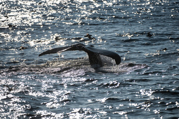 Whale tail rising above ocean surface. Whale movement breaking calm sea water. Whale power creating dramatic marine moment. Whale presence defining wild ocean scale.