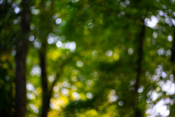 Forest background. Blur nature background. Greenery spring landscape background. Green lush environment. Blurry green leaves in forest. Nature pattern with leaves. The blurred background of greenery.