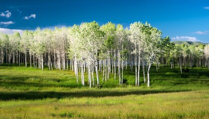 Fototapeta premium White Aspen Trees In Grassy Field