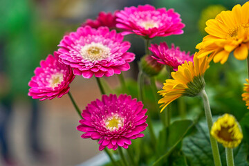 Obraz premium Bright pink and yellow daisies in blossom 