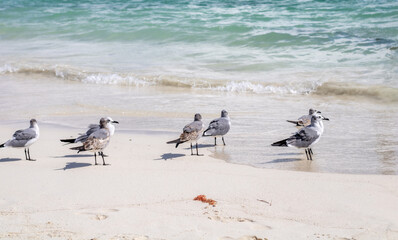 Fototapeta premium group of seagulls on beach