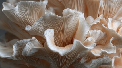 Capture a Pleurotus ostreatus or oyster mushroom up close