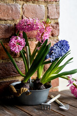 Fresh floral home decor, Easter holiday preparation. Hyacinth bright pink, violet flowers with bulbs in metal pot. Gardening tools, leisure and hobby concept. Wooden background, springtime