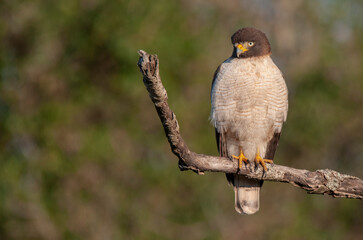 Roadside hawk  perched ,Rupornis magnirostris, La Pampa Province, Patagonia, Argentina.