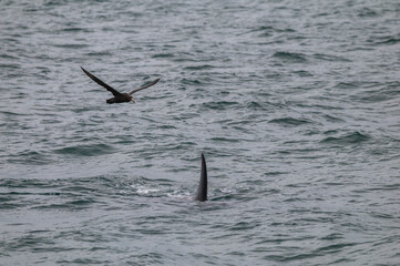 Sea bird and Orca in Patagonia coast,  Peninsula Valdes, Patagonia Argentina.