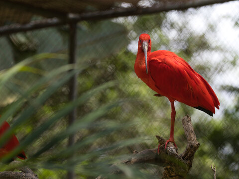 Bright red Scarlet Ibis bird standing on one leg looking at camera in a zoo enclosure.
