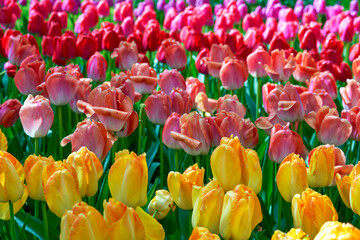 Obraz premium Mixture of red and yellow tulips in spring blossom 
