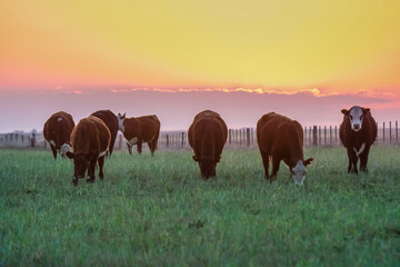 Cow sunset in Pampas Landscape, La Pampa Province, Patagonia, Argentina.