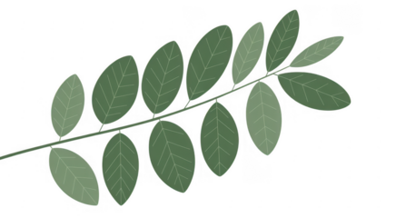 Green leaves on a branch plant nature leafy isolated on a transparent background