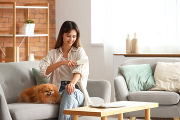 Beautiful young woman with cute Pomeranian dog and lint roller cleaning her clothes on sofa at home