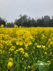 Obraz premium A vast field of bright yellow mustard flowers under an overcast sky