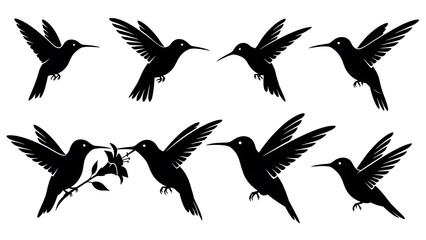Obraz premium Black Silhouettes of hummingbird, silhouette, vector, bird, black