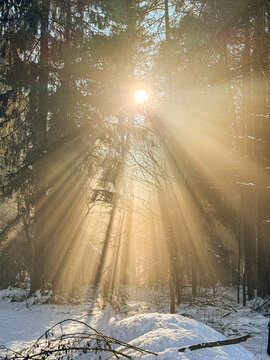 LENS FLARE: Morning sun shines through forest trees and casts magical golden rays. Sunbeams of early sunlight form a magical pattern. Stunning natural beauty during a walk in the misty winter forest.