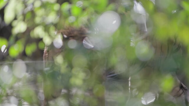 Captive sumatran tiger pacing behind fence