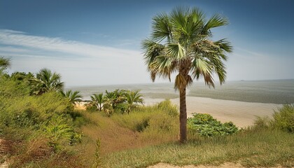 Simple Palm Tree Drawing
