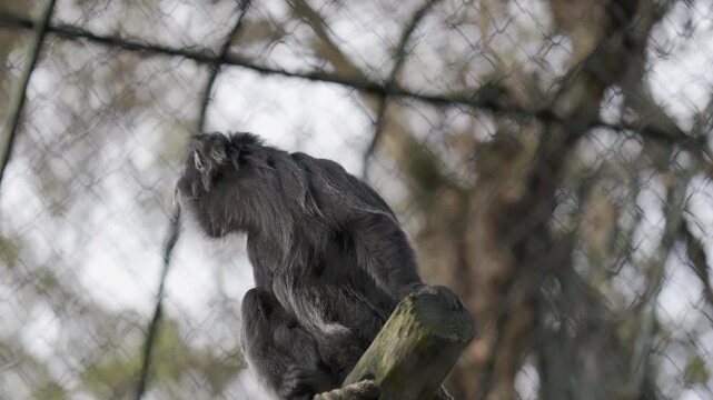 Francois' langur sitting in a zoo enclosure