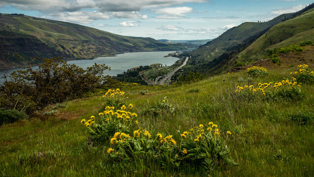 Spring Wild Flowers Blooming at Columbia River Gorge, Rowena Crest Viewpoint & Tom McCall Point Trail, Oregon