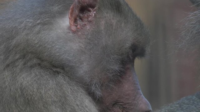 Hamadryas baboon grooming another monkey