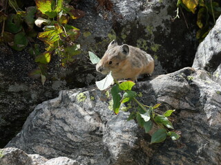 American Pika Carrying Green Leaf on Rocky Alpine Terrain, Lake Isabelle, Colorado