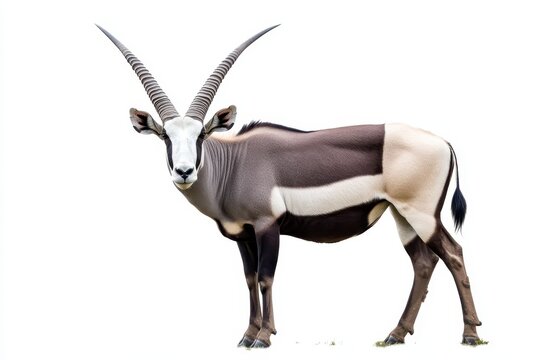 Wild Arabian Oryx and gemsbok on white background Large antelope in natural habitat savannah dwelling creature with long straight horns