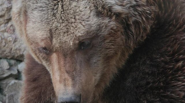 Brown bear waking up close up