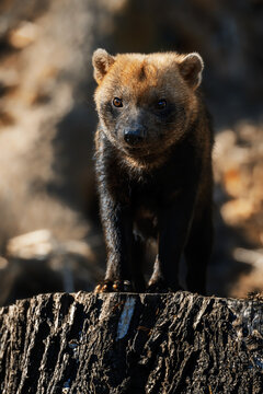 Bush Dog (Speothos venaticus) detail portrait  look around