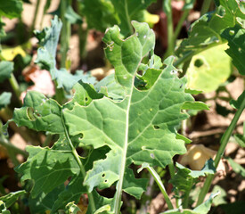 Rapeseed leaves damaged by pests
