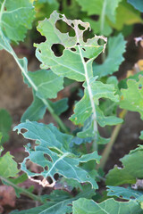 Rapeseed leaves damaged by pests