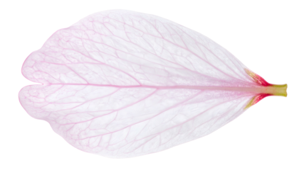 Close-up of a delicate, single petal, pale pink with subtle veins. The edge is smooth, and the stem is partially visible