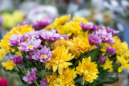 Yellow and purple chrysanthemum bouquet on soft blurred background. Close-up floral composition.