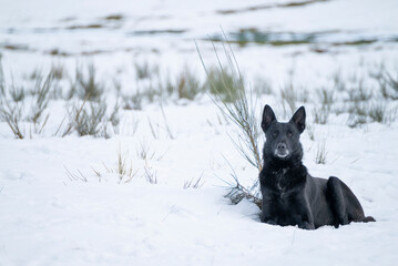 Black Dog Resting in White Snow The Concept of Winter Pet