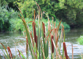 On the shore of the reservoir grows reed mace (Typha)