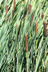 On the shore of the reservoir grows reed mace (Typha)