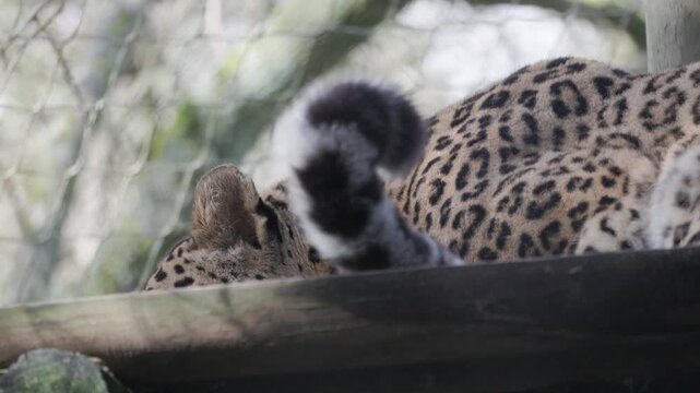 Persian leopard resting on wooden platform