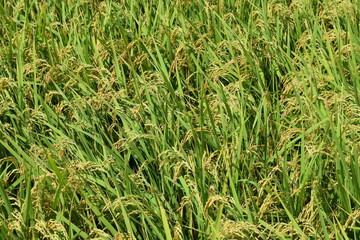 Obraz premium 黄金色に稔った稲穂