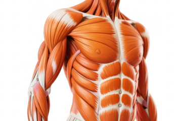 Human muscle anatomy torso body isolated on a transparent background