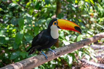 toucan on a branch