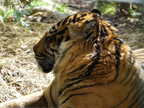 Tigre de sumatra