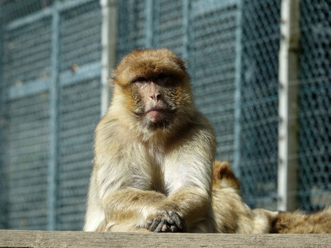 Magot ou Macaque de Barbarie