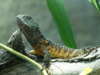 Obraz premium lézard crocodile de chine