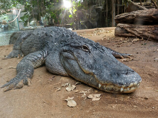 Obraz premium crocodile