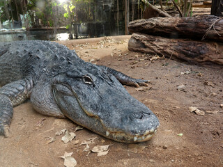 Obraz premium crocodile